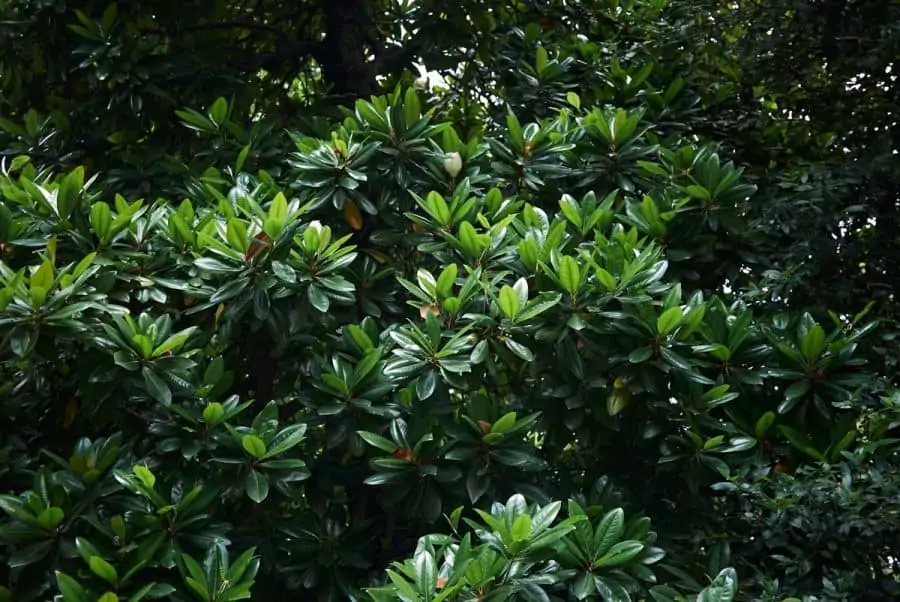dwarf southern magnolia thick foliage for privacy