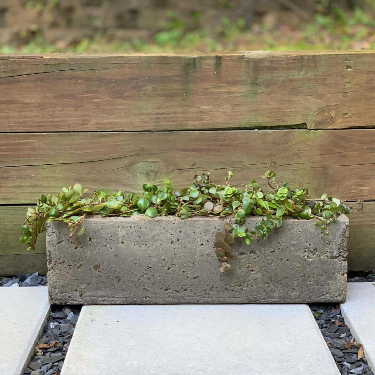 finished photo of large hypertufa planter with succulents potted inside and trailing down sides of trough