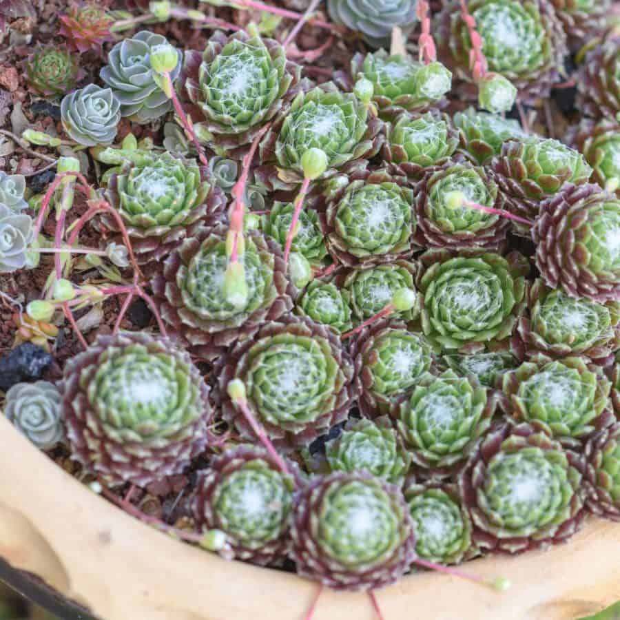 Hen and chick succulents in a pot.
