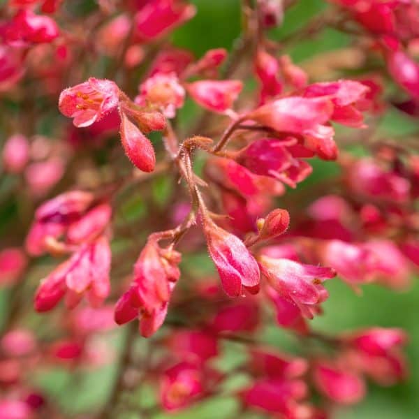 21 Perfect Outdoor Winter Plants for Pots Artsy Pretty Plants