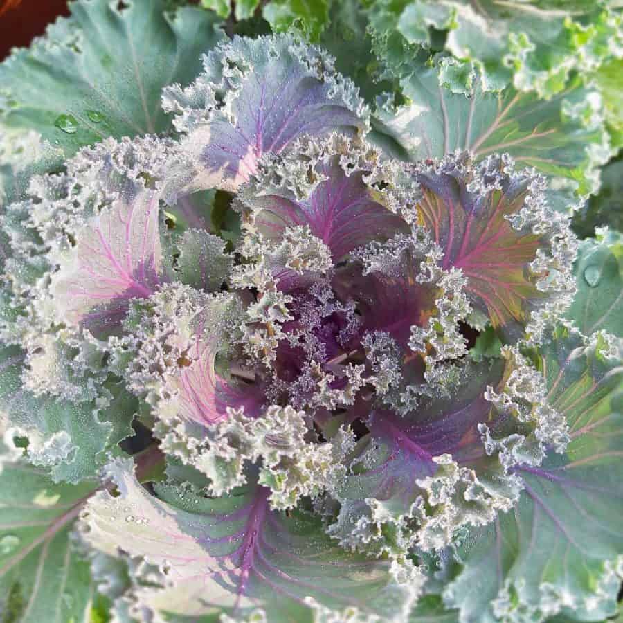 light green ruffled cabbage with purple center leaves great for a winter potted plant
