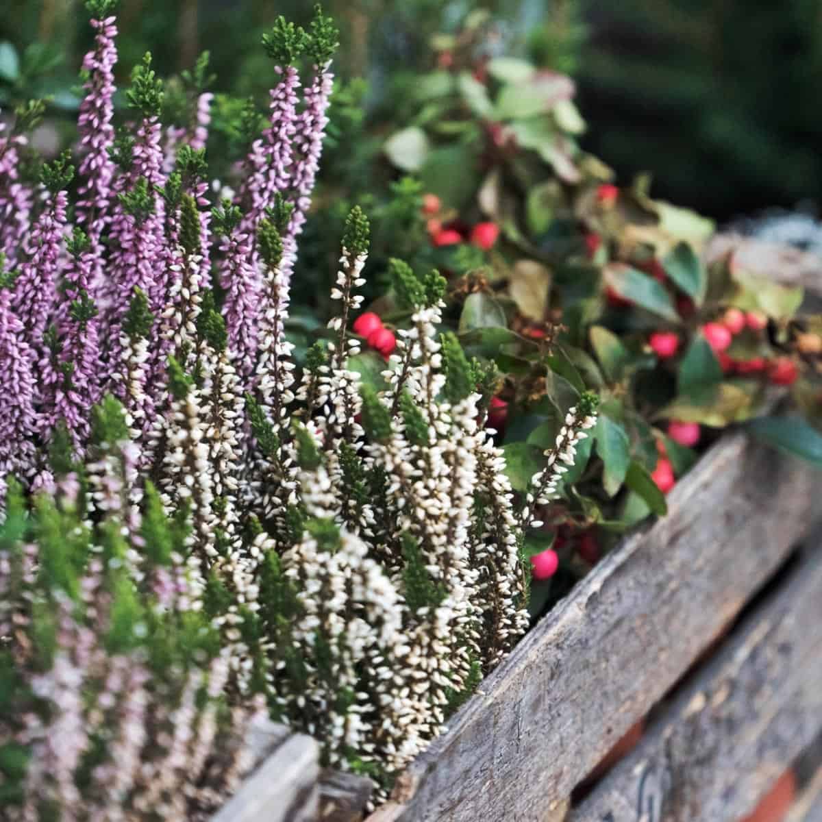 17 Perfect Winter Plants for Pots