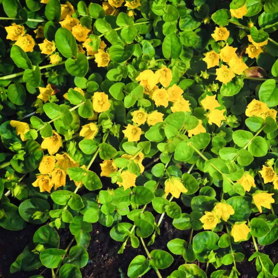 creeping jenny plant with yellow flowers winter plant for pots