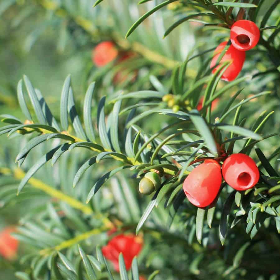 common winter plant for pots- japanese yew close up with red berries