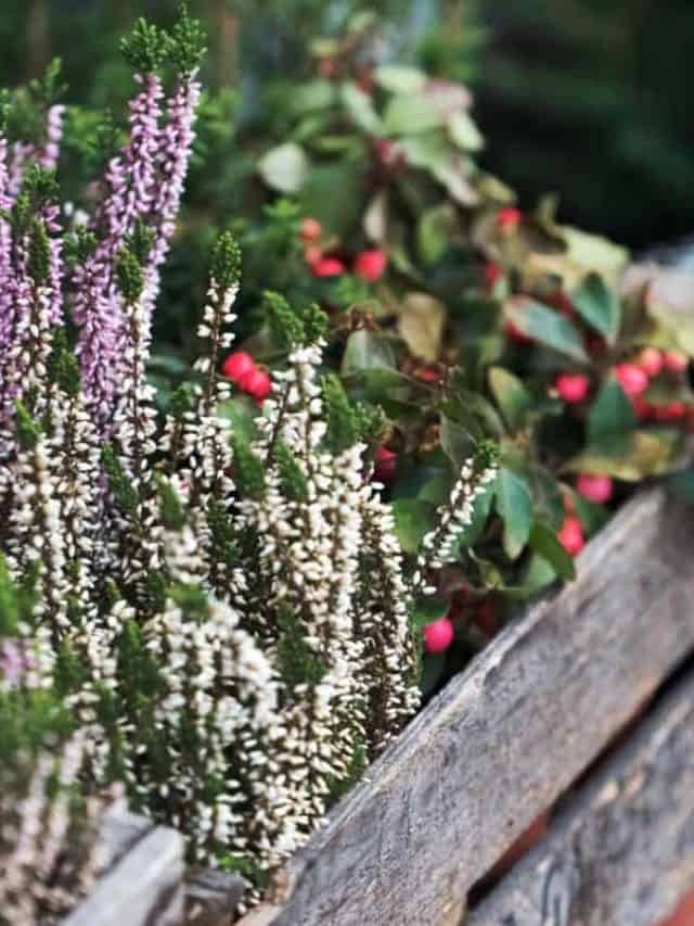 17 Perfect Outdoor Winter Plants for Pots Story