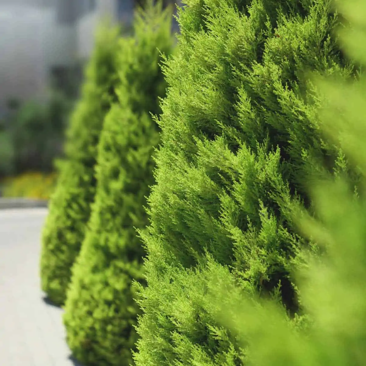 Best Privacy Trees For a Small Backyard