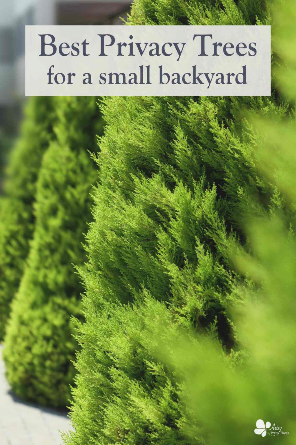 Best Privacy Trees For a Small Backyard Artsy Pretty Plants
