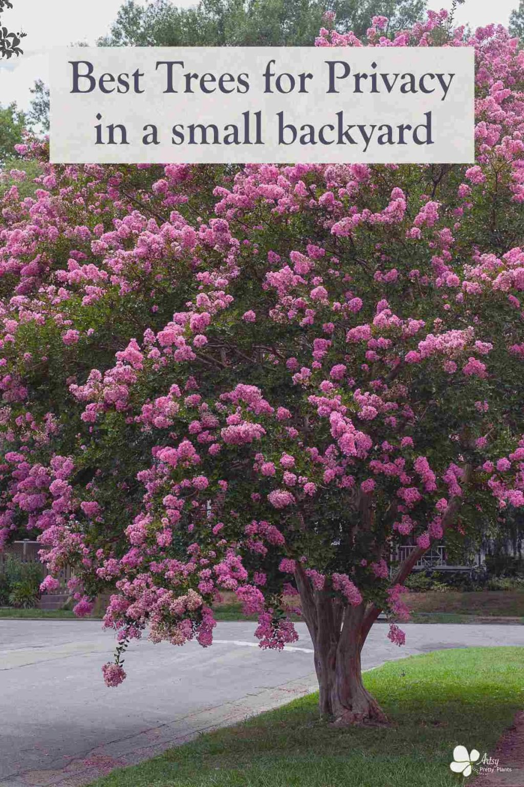 Best Privacy Trees For a Small Backyard Artsy Pretty Plants