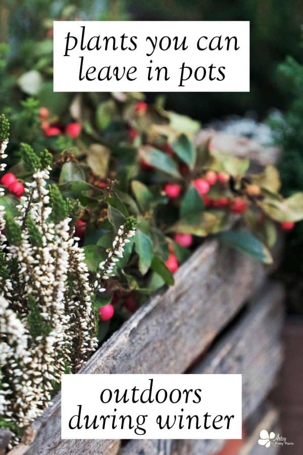 Winter Plants For Pots