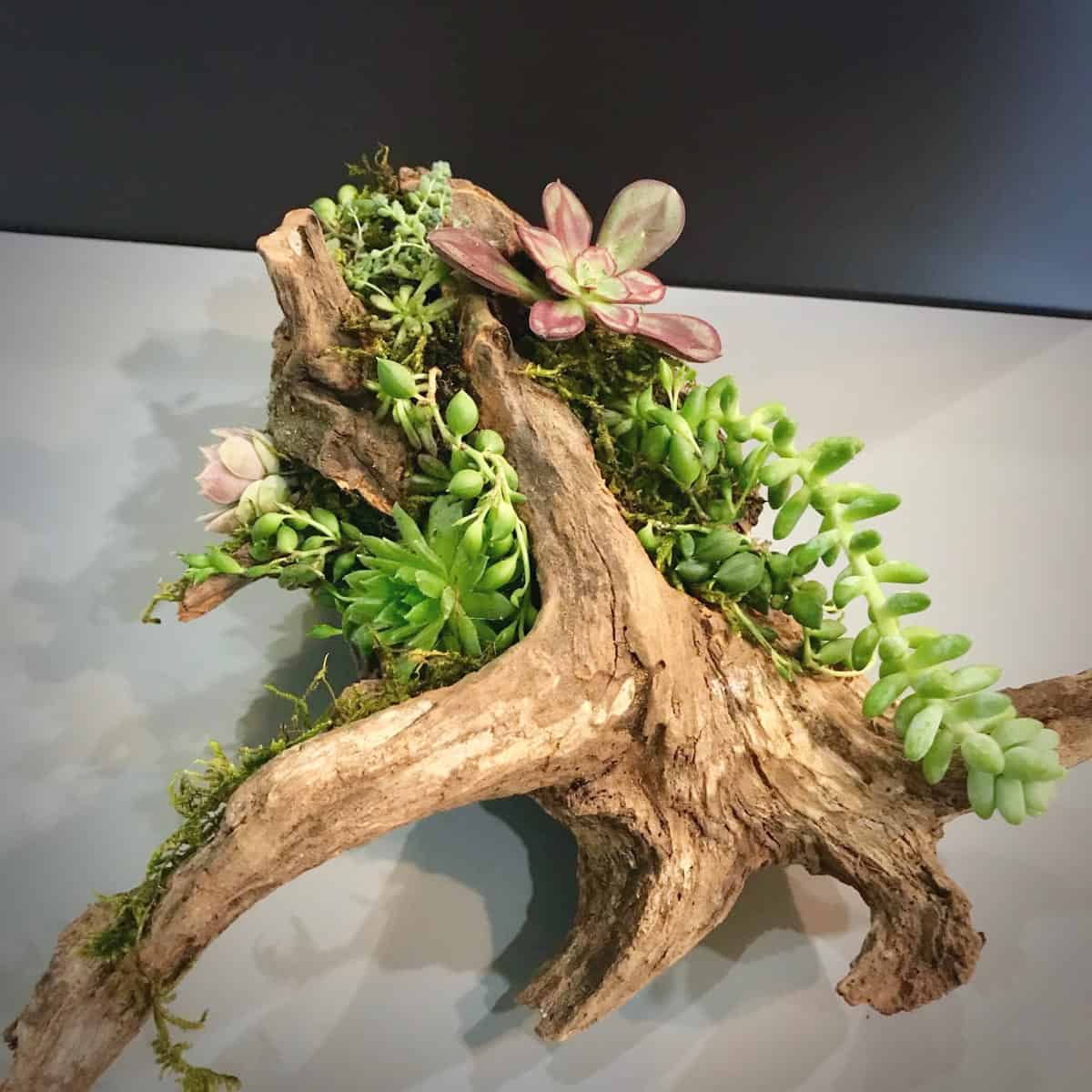 diy driftwood planter with succulents attahced.