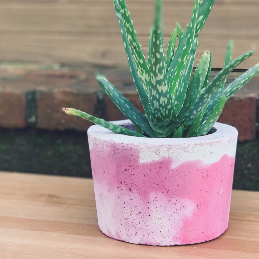 plant in a brightly colored white and pink planter made of concrete