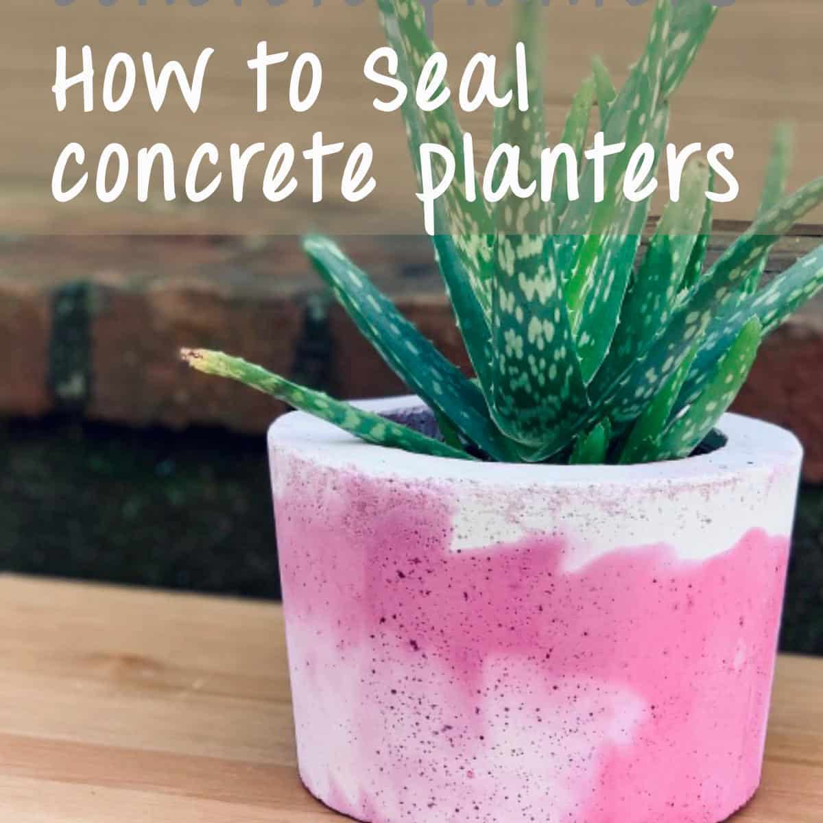 a concrete planter with bright pink coloring with a plant inside