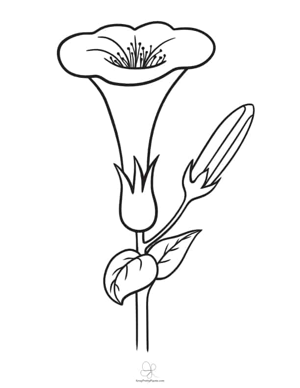 Outline Pictures Of Flowers For Coloring | Best Flower Site