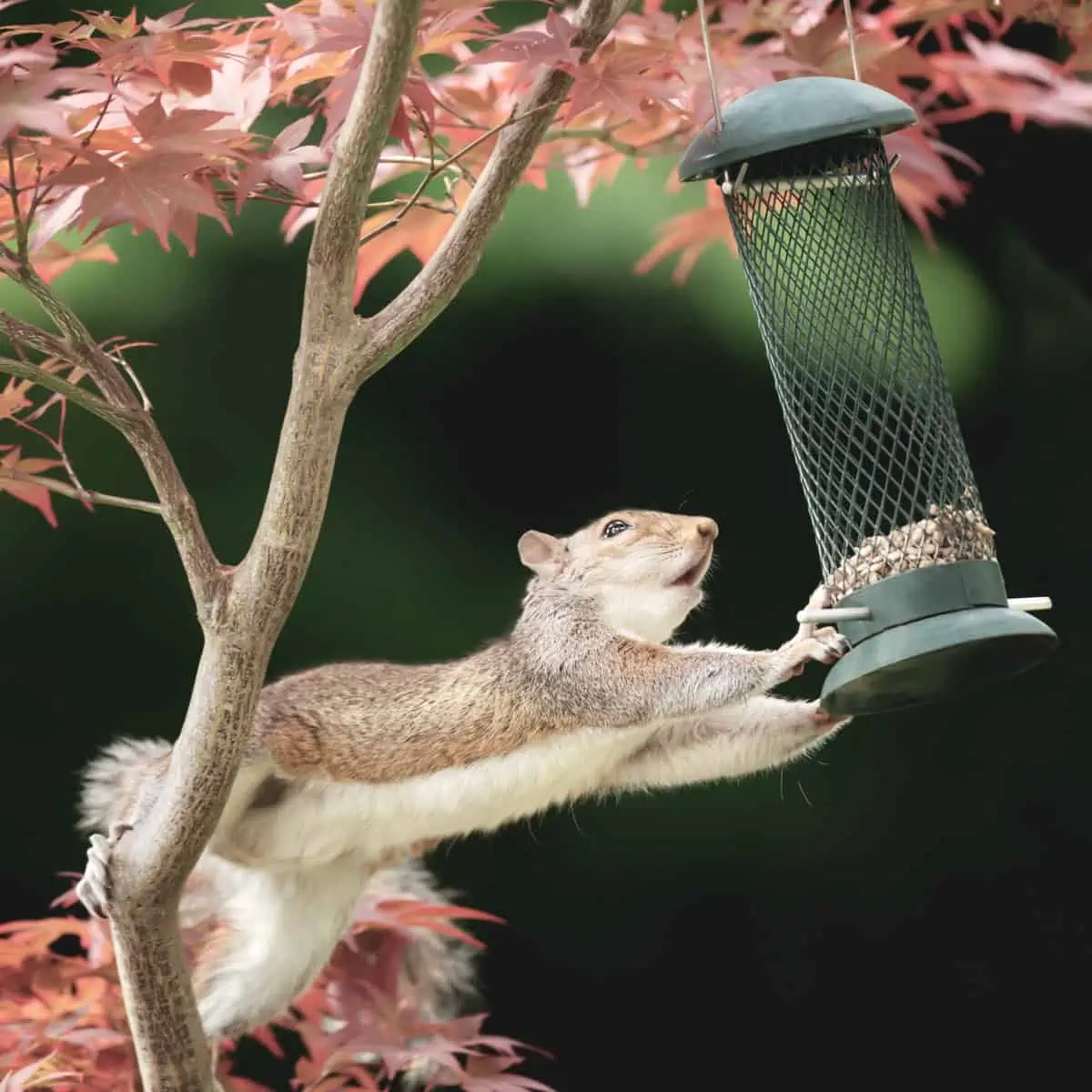 PERKY PET Non-Electric Squirrel Baffler Clear Plastic Dome Wild Bird Feeder 