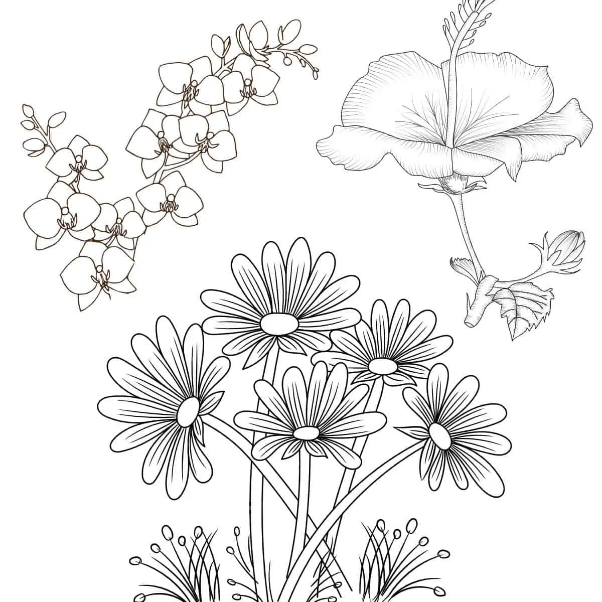 47 Best Flower Coloring Sheets For Free