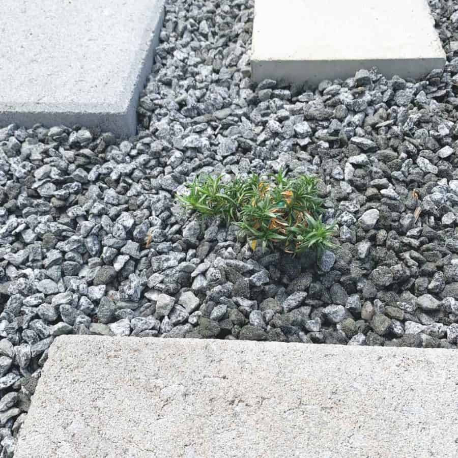 creeping phlox planted in gravel with crown flush with gravel