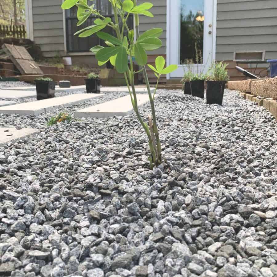 perennial plant in gravel with crown meeting top of gravel