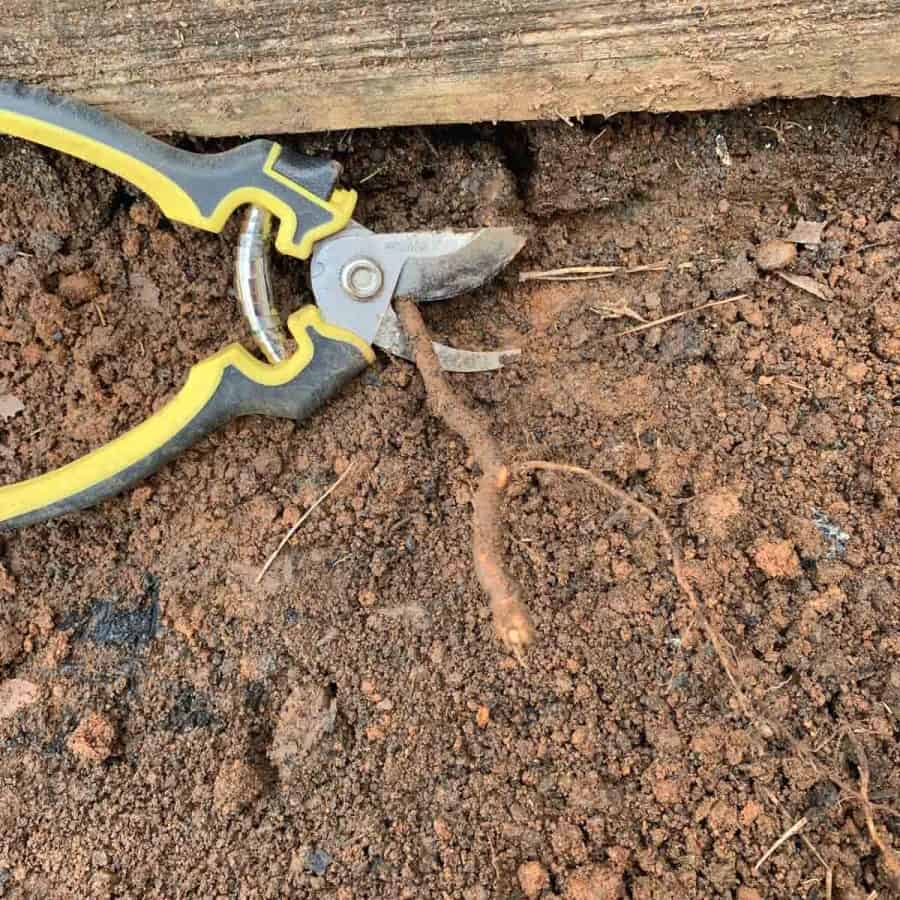 garden shears clipping a root