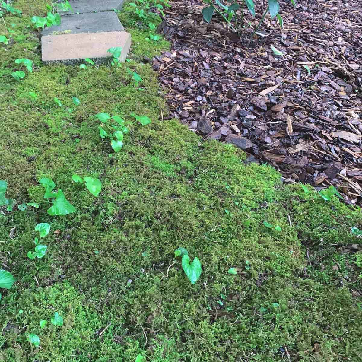 moss growing around mulched garden and pavers