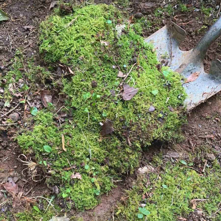 a shovel lifting large patches of moss from a garden