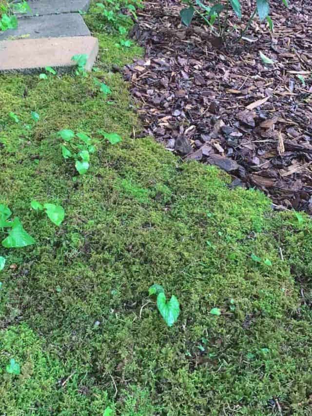 How To Transplant Moss & Expand It In Your Yard Story
