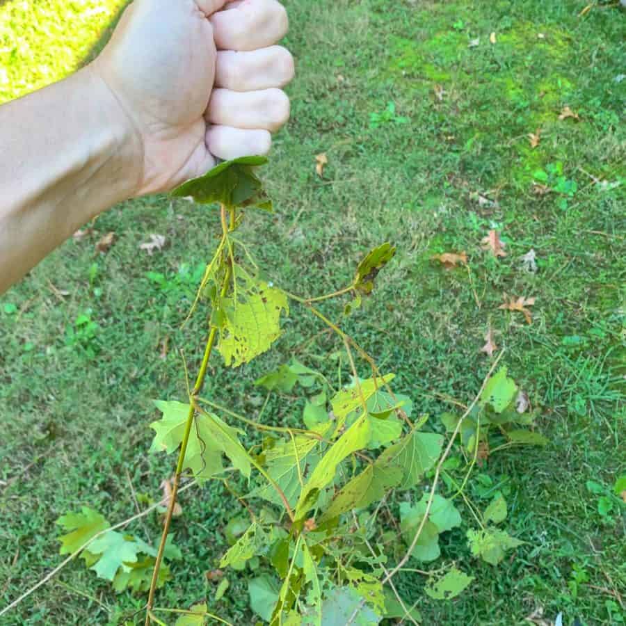A hand grabbing a vine pulling leaves toward body.