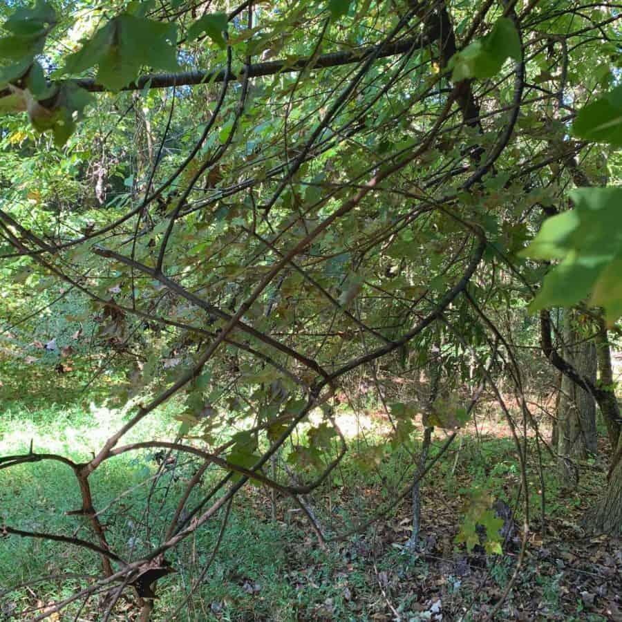 Under a tree with low branches with wild vines entangling branches