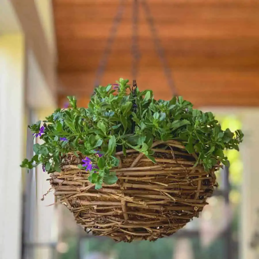 a handmade basket made with grape vines hanging from a porch ceiling