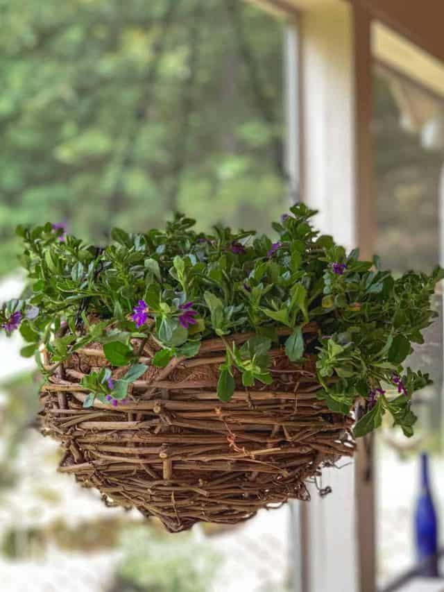 DIY Hanging Grapevine Basket Planter Story