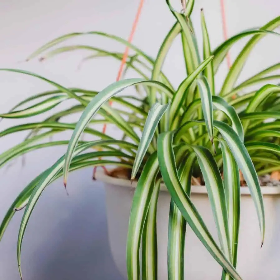 A plant hanging in a pot with long narrow leaves that are green with horizontal pale yellow stripes.