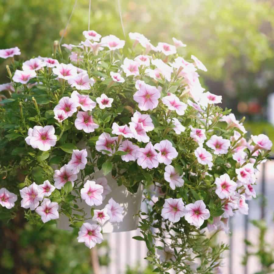 A flowering plant in a basket with it's flowers and leaves trailing over it's edges. The flowers are pale pink , with dark pink centers.