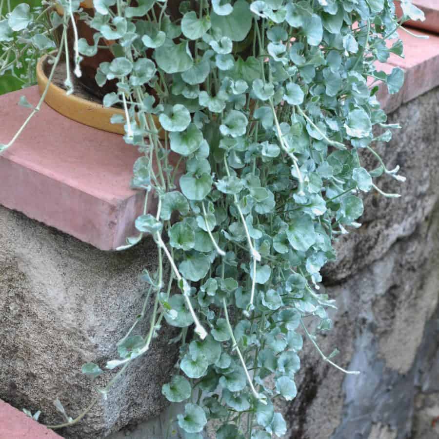 A planter on a wall with a plant with very log silvery green colored leaves that are small and spade shaped.