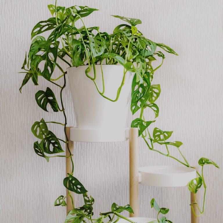 25 Best Plants for Hanging Planters (Indoors or Outdoors) Artsy