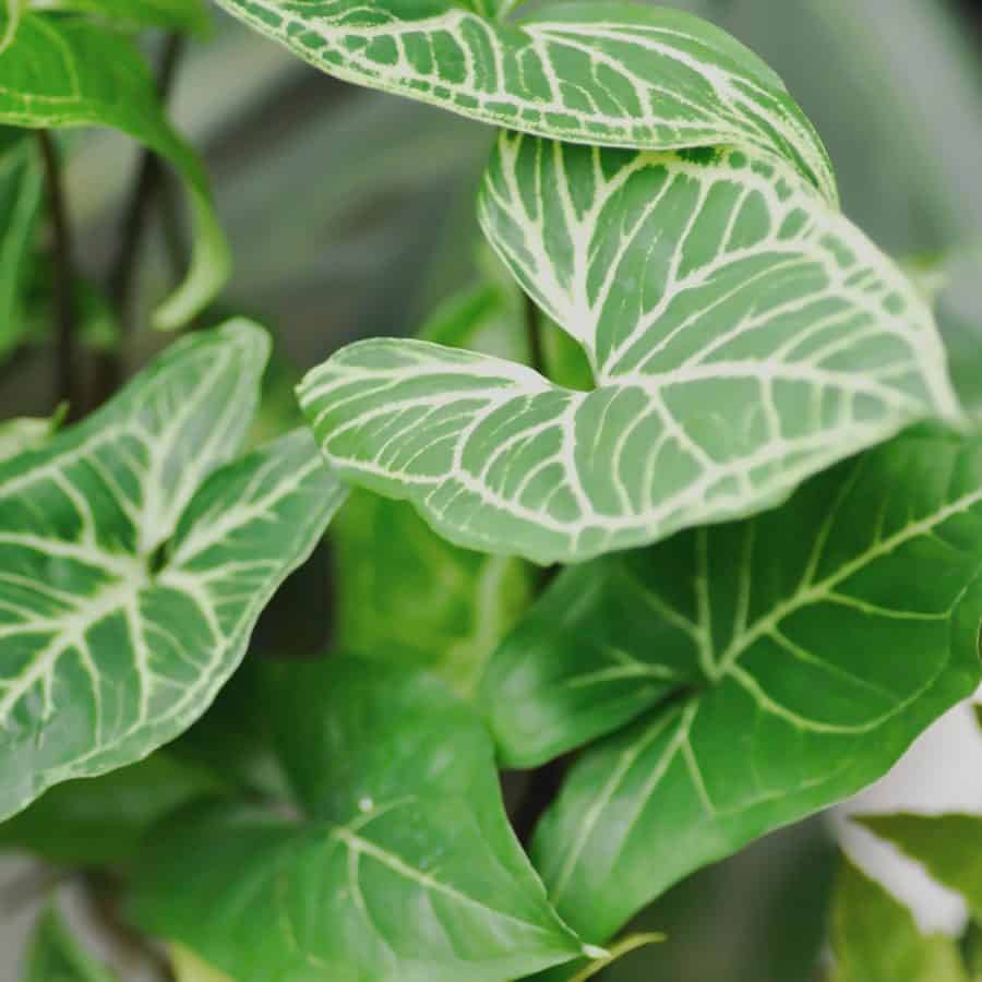 A plant with spad shaped leaves and long stems. The veining in light colored against the green leaf, showing variagation.