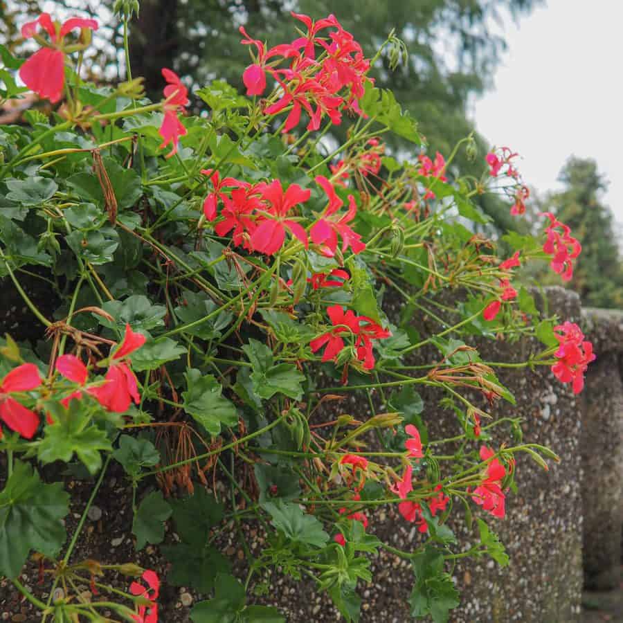 A large plant with long stems ending in bright red flowers. the stems are extending straight and upwards toward the sunlight outdoors.