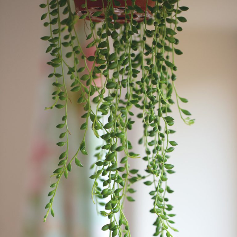 25 Best Plants for Hanging Planters (Indoors or Outdoors) Artsy