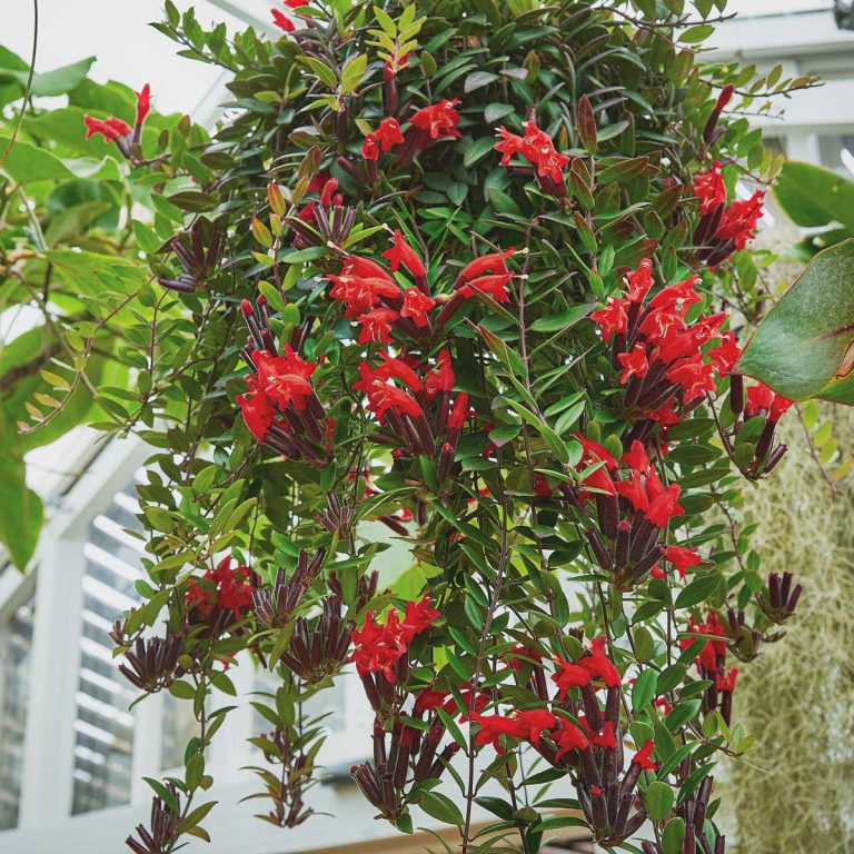 25 Best Plants for Hanging Planters (Indoors or Outdoors) Artsy