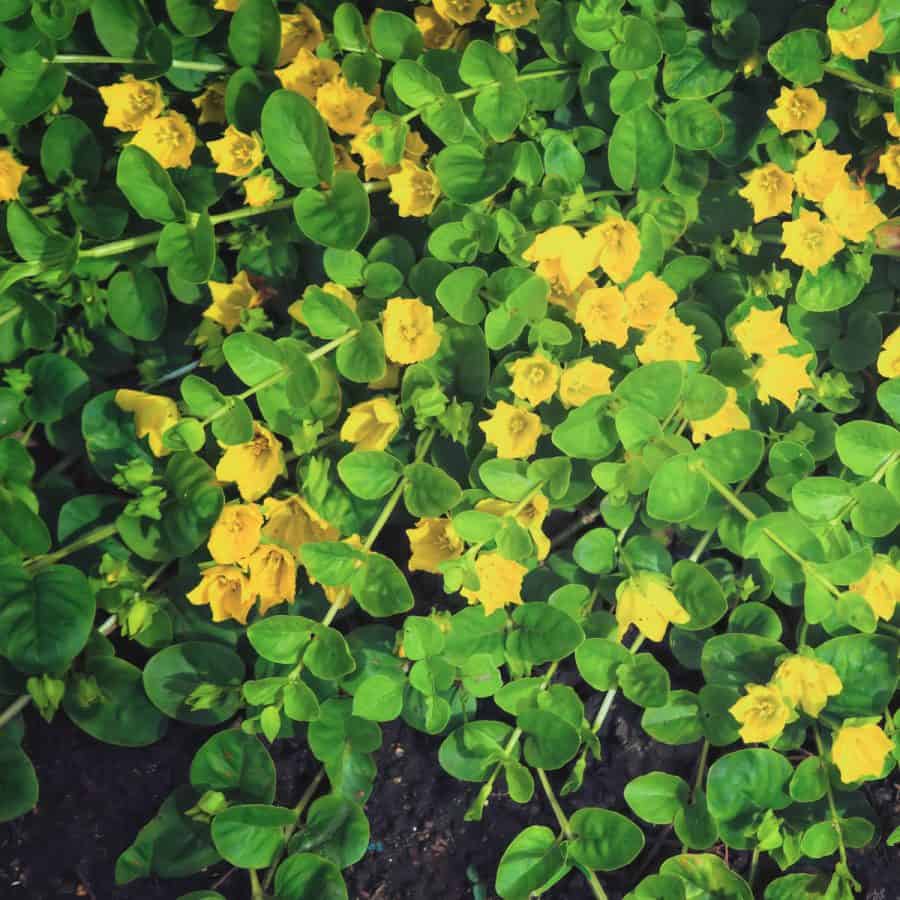 Long stems with small leaves and small yellow flowers flowing over the side of an object.