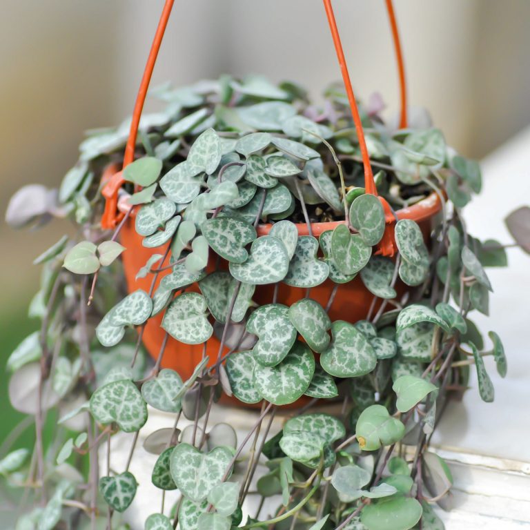 25 Best Plants for Hanging Planters (Indoors or Outdoors) Artsy