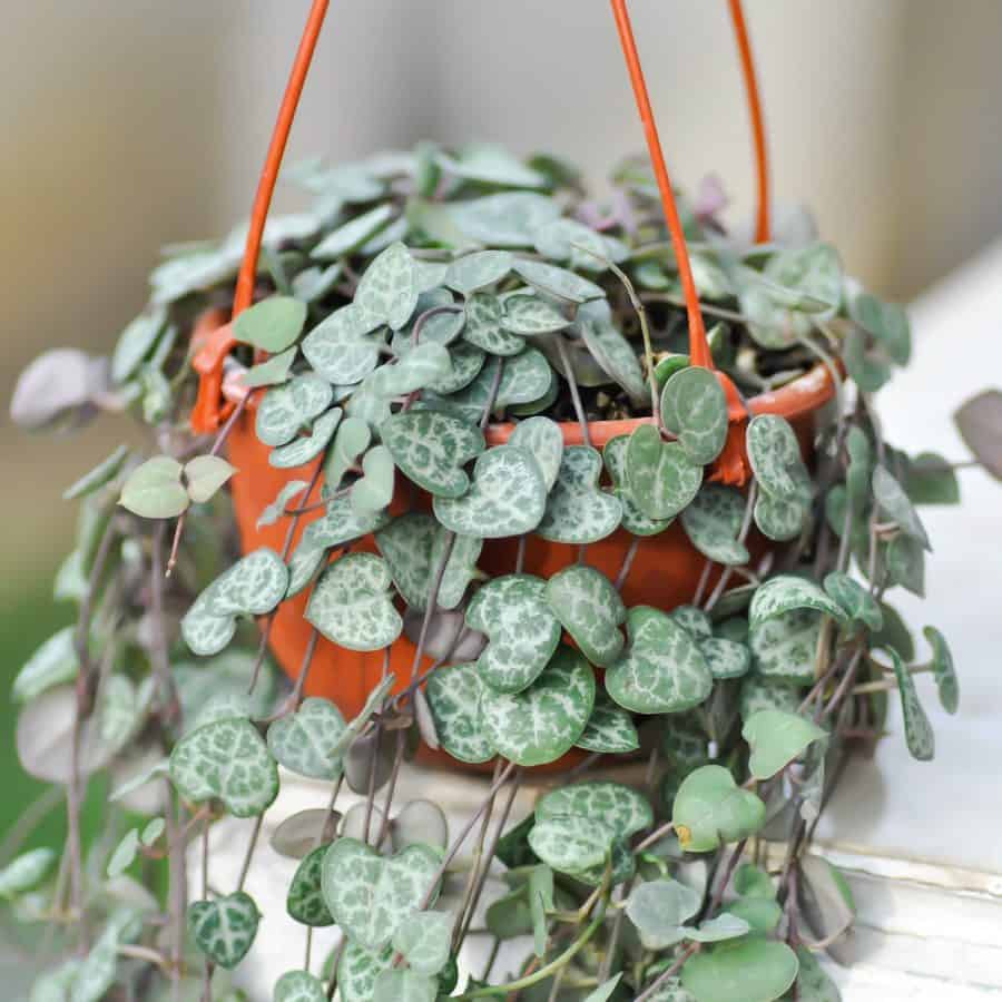 A basket planter with trailing stems that are long and small variegated heart-shaped leaves running down the stem.