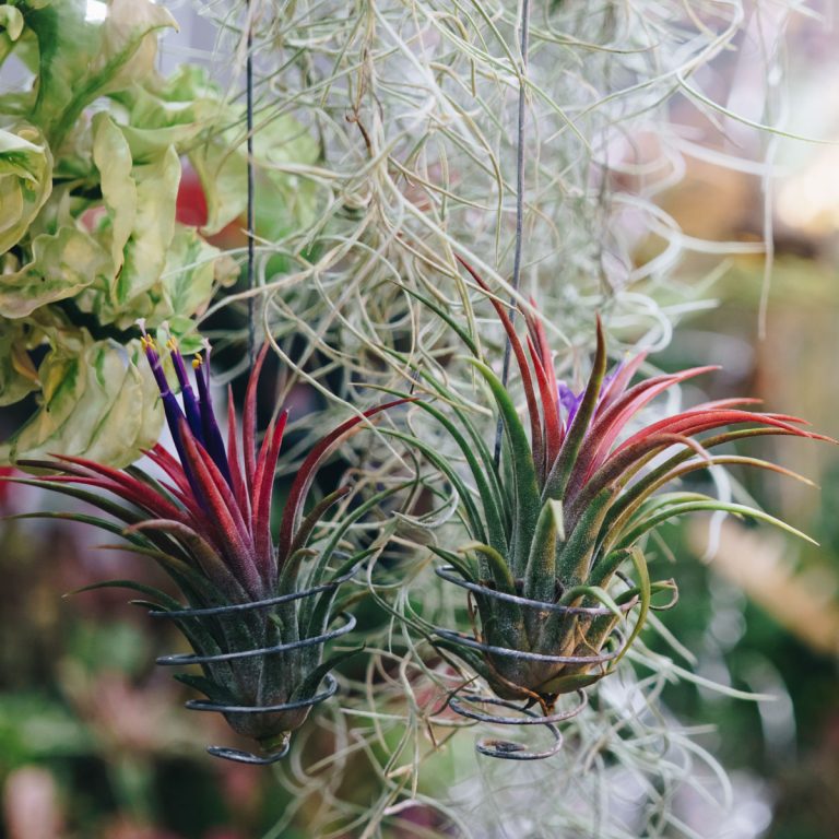 Best Plants For Hanging Planters Indoors Or Outdoors Artsy