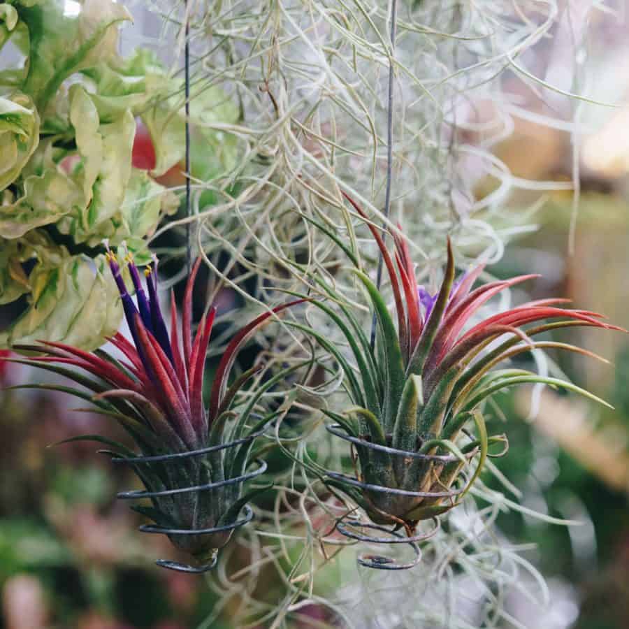 colorful plants with spikey stems hanging from circular wire planter hangers.