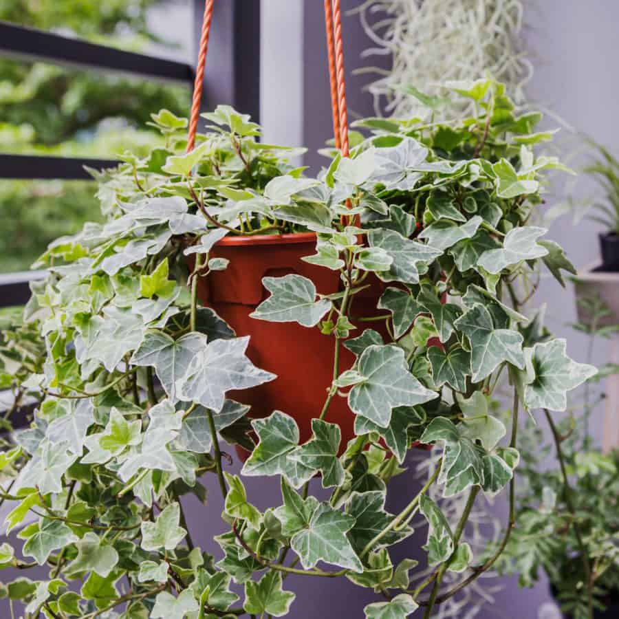 An ivy plant with pointed leaves and variegated coloring in a hanging planter, in front of a window.