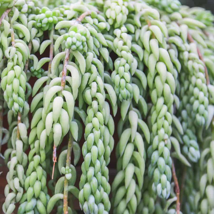 banana shaped leaflets grouped together to form braids of clustered stems that are waterfalling over a hanging pot.