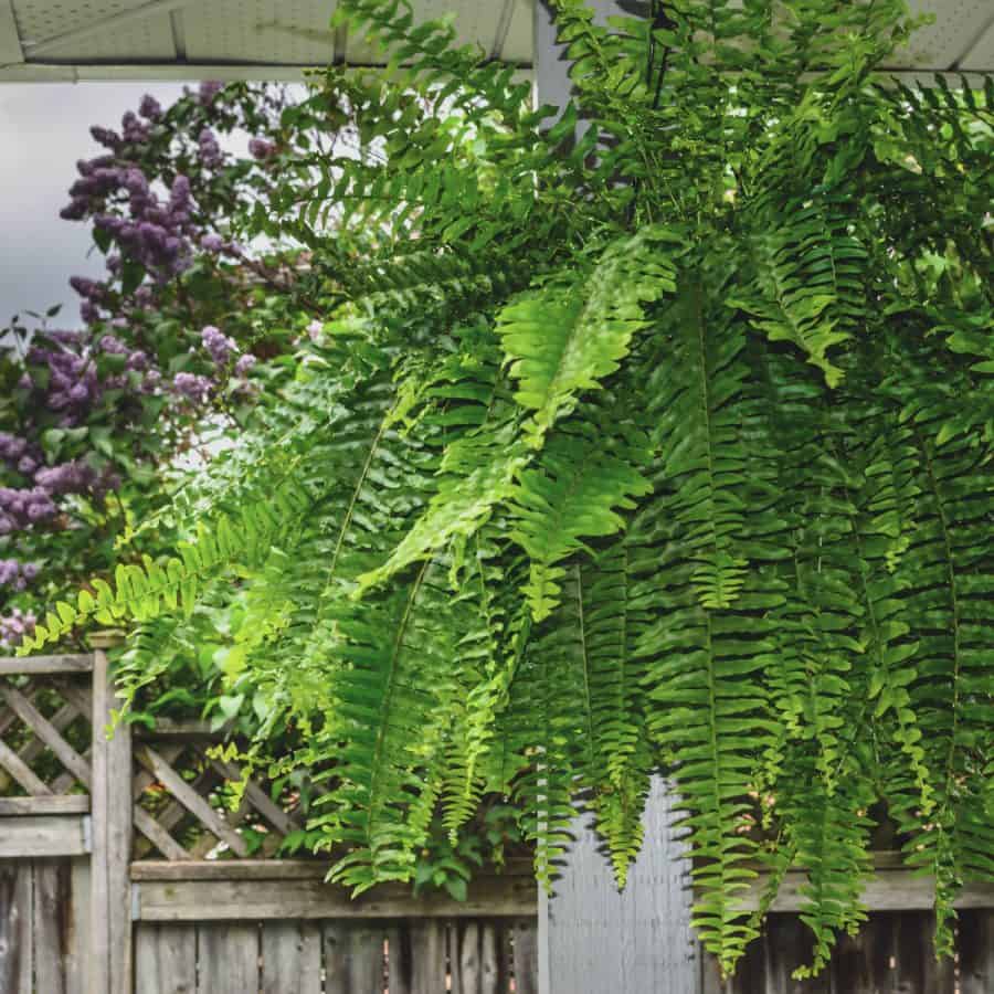 A large fern hanging from a basket hung from a porch ceiling.