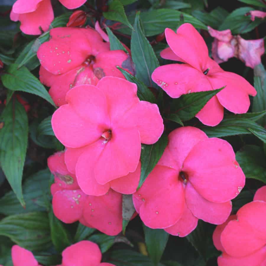 bright pink flowers against leafy stems.