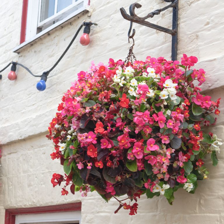 25 Best Plants for Hanging Planters (Indoors or Outdoors) Artsy