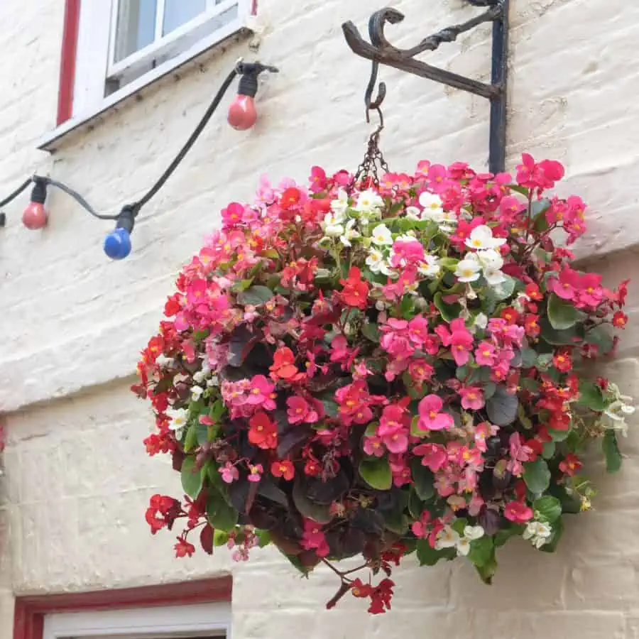 A large round hanging plant on the side of a building with may blooming pink and white flowers.