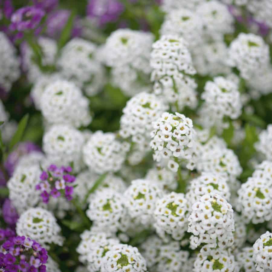Many blooming flowers that gather to form into ball shapes. The stems are long and are beginning to bend over a hanging pot. The flower ball clusters are either white or purple.