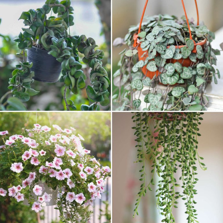 4 plants that are the best in hanging planters. 1 with thick dark leaves and lush stems, 1 with long strings with heart shaped leaves, one with pink flowers trailing over planter's sides and one with very long strands of pea shaped leaves.
